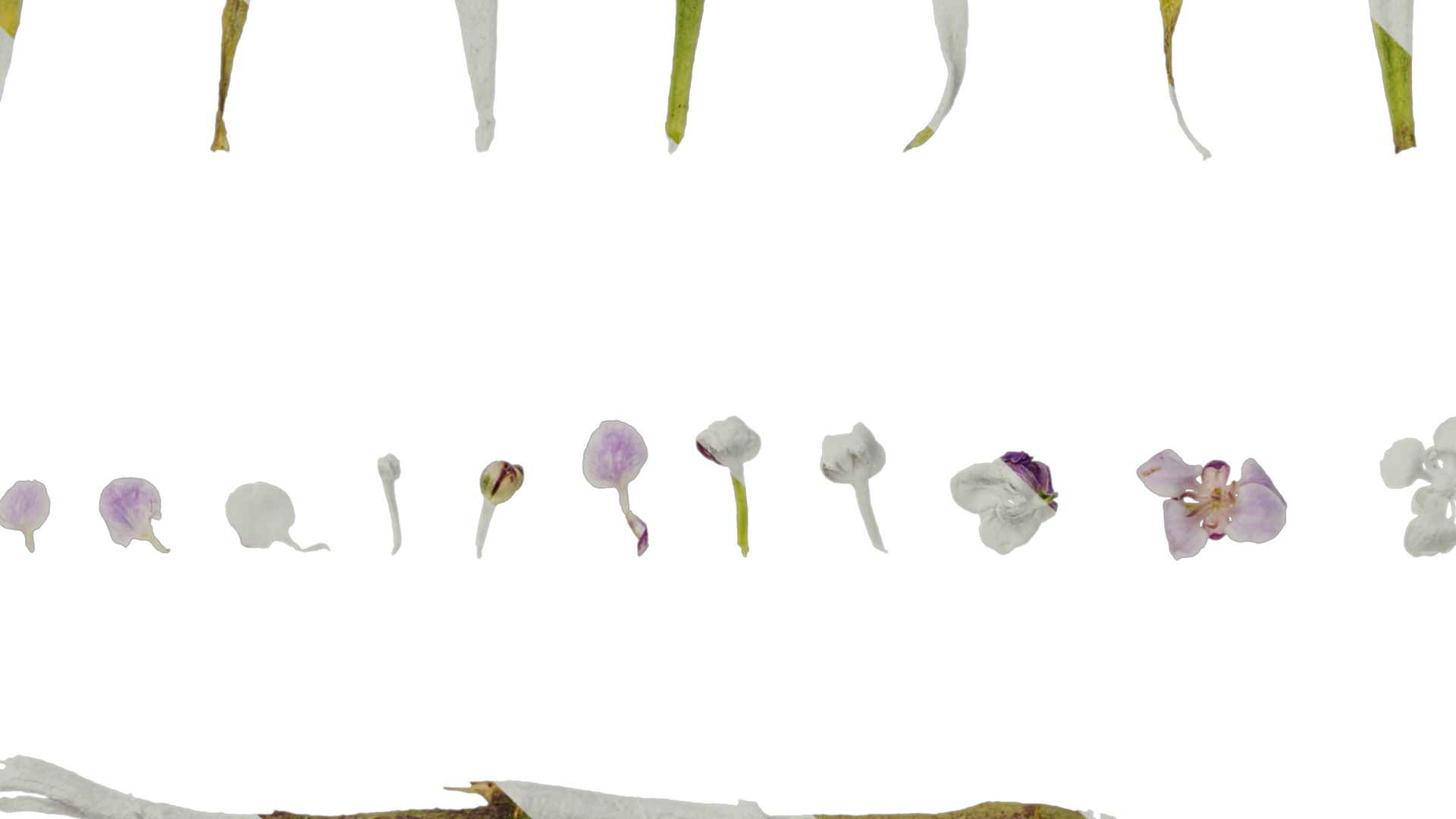 Anydrafts Lobularia maritima Atlas 05 Texture_5