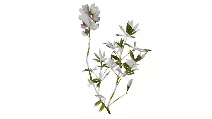 Anydrafts Lupinus micranthus Atlas 01 Texture
