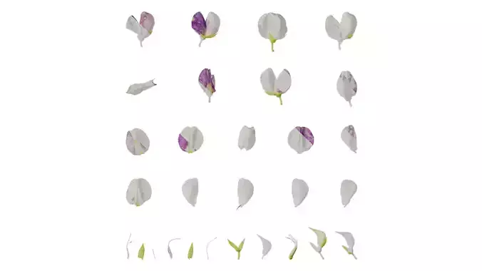 Anydrafts Lupinus micranthus Flower 01 Texture