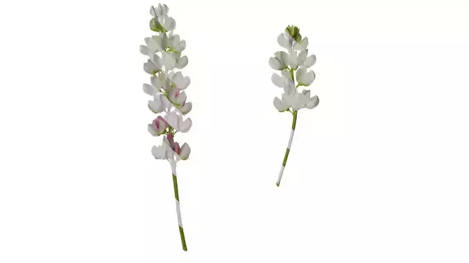 Anydrafts Lupinus micranthus Flower 02 Texture