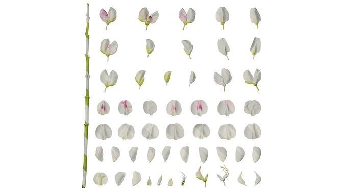 Anydrafts Lupinus micranthus Flower 03 Texture