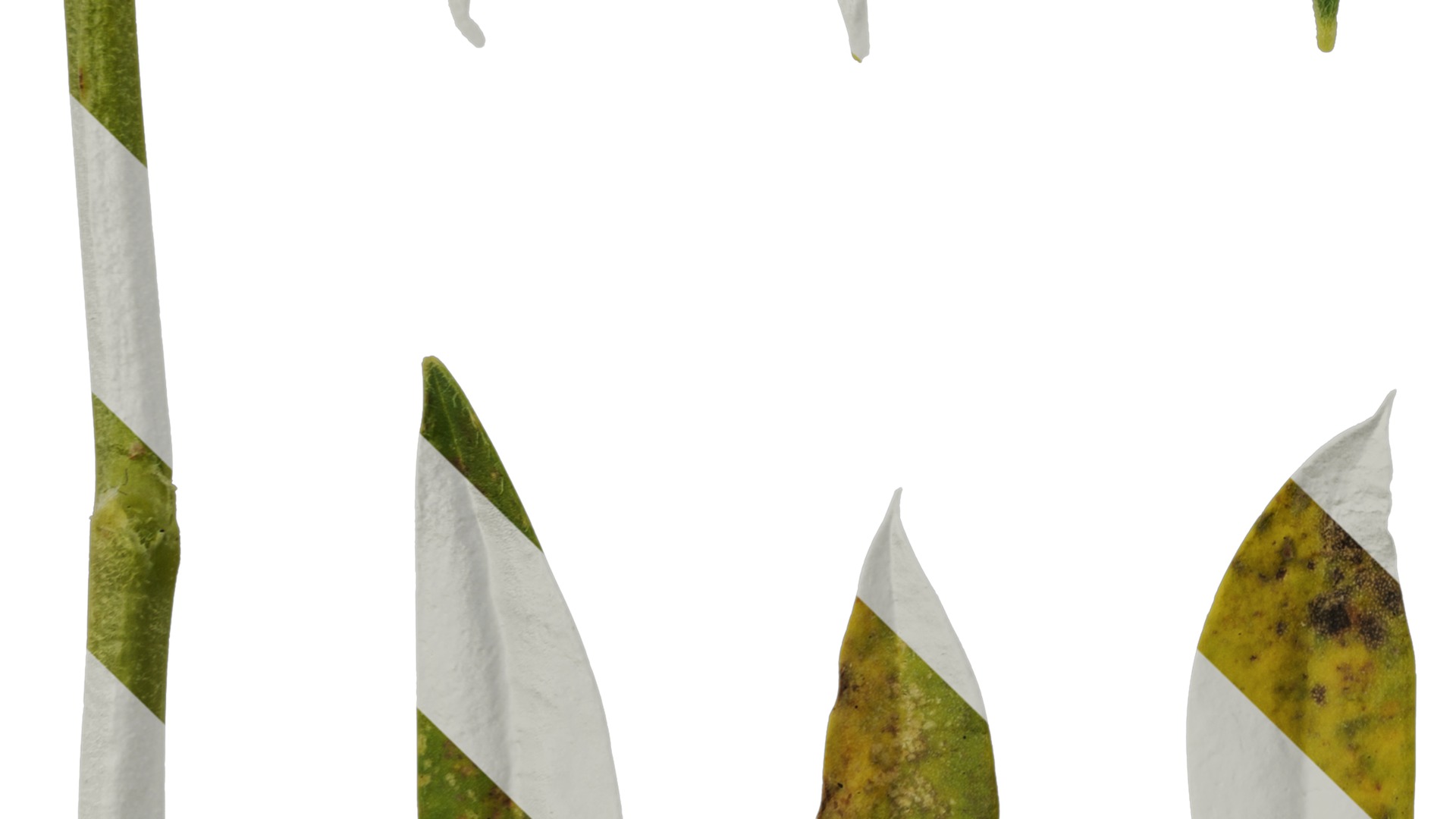 Anydrafts Lupinus micranthus Leaf 03 Texture_5