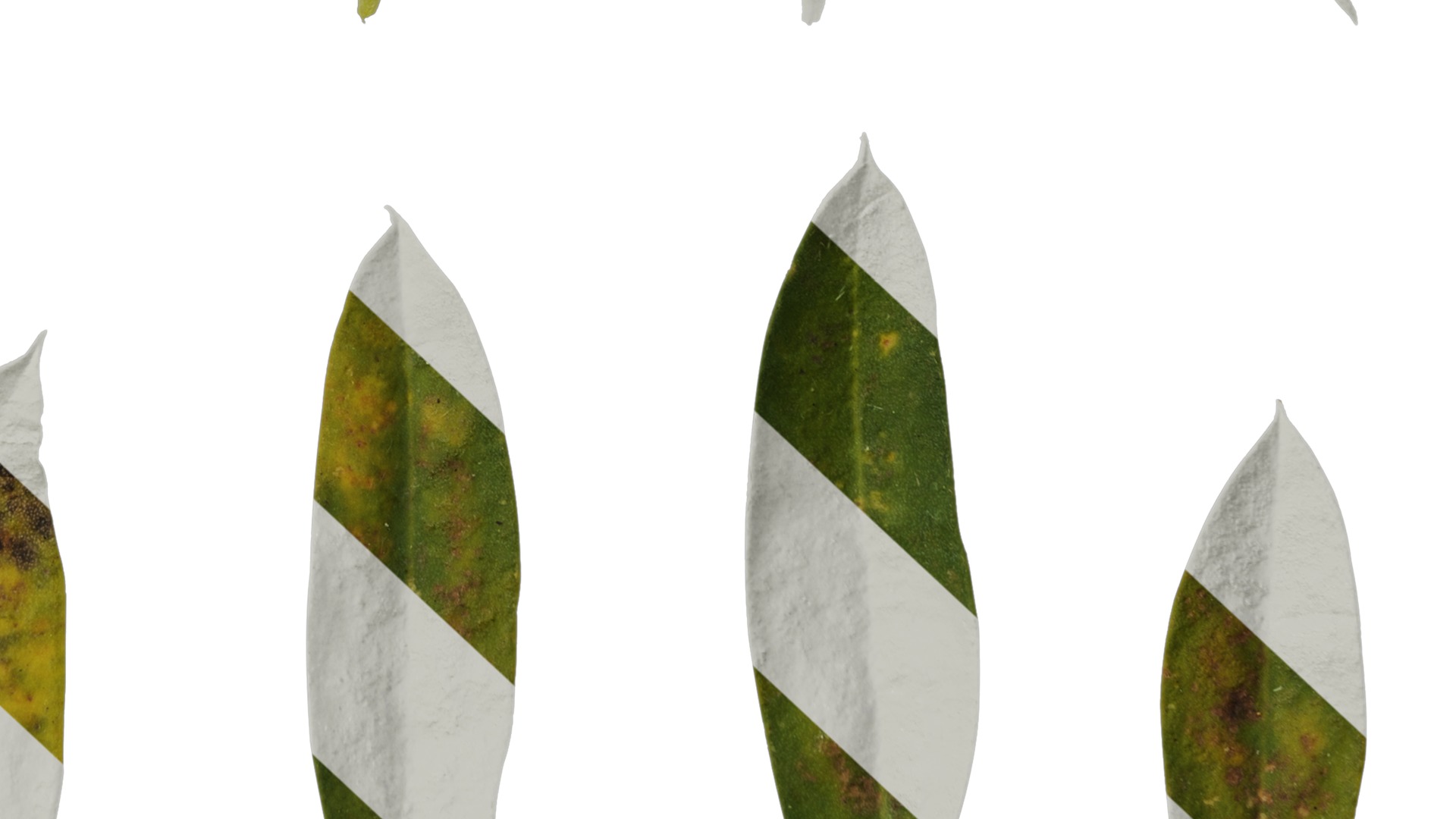 Anydrafts Lupinus micranthus Leaf 03 Texture_6