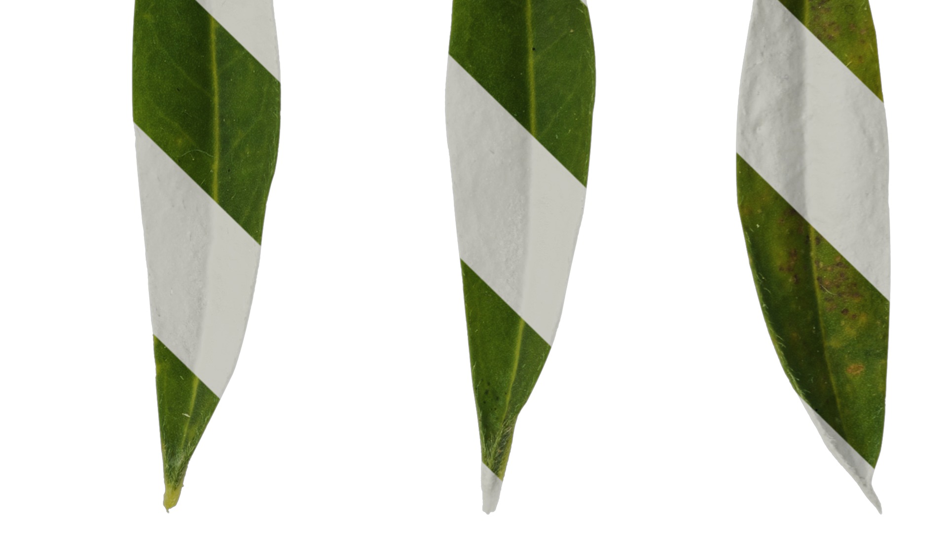 Anydrafts Lupinus micranthus Leaf 03 Texture_4