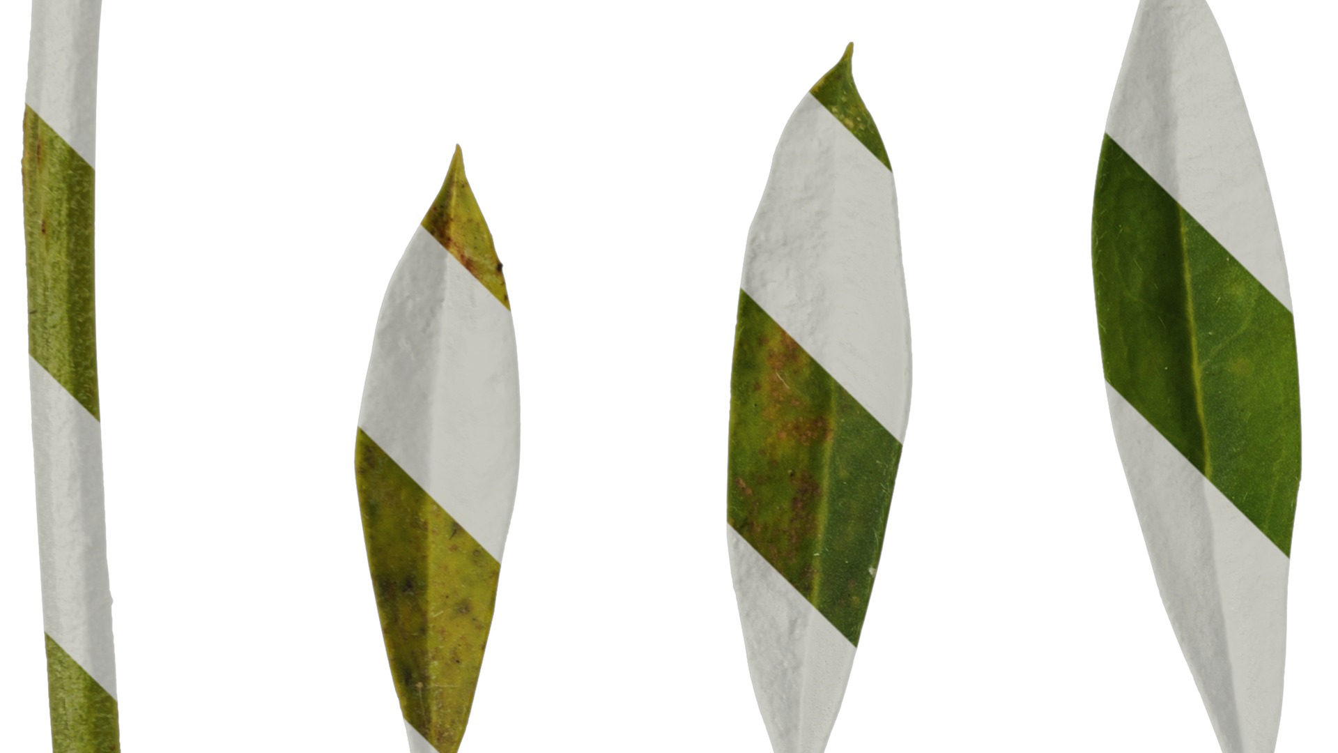 Anydrafts Lupinus micranthus Leaf 03 Texture_3