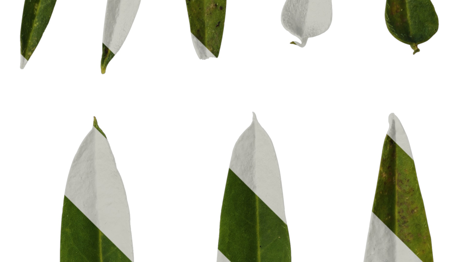 Anydrafts Lupinus micranthus Leaf 03 Texture_2