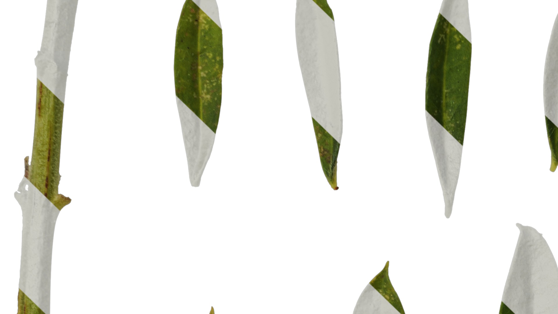 Anydrafts Lupinus micranthus Leaf 03 Texture_1