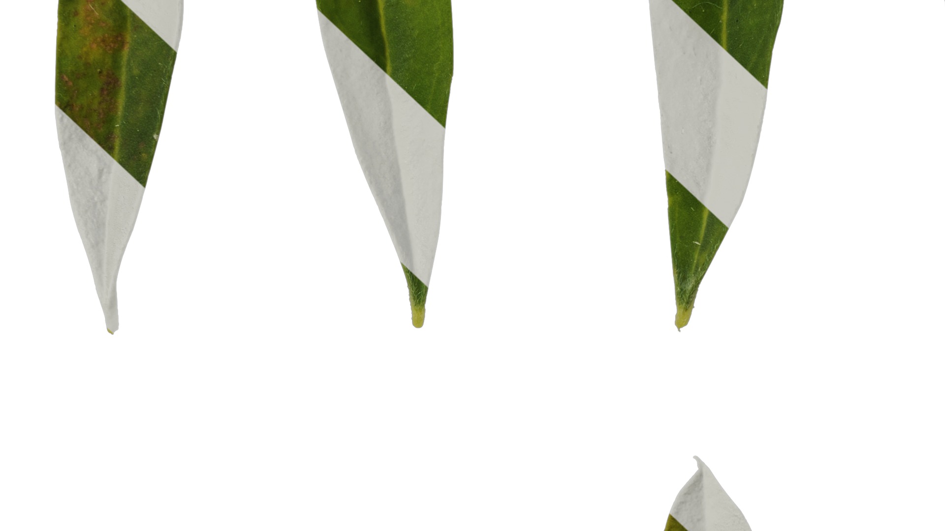 Anydrafts Lupinus micranthus Leaf 03 Texture_7