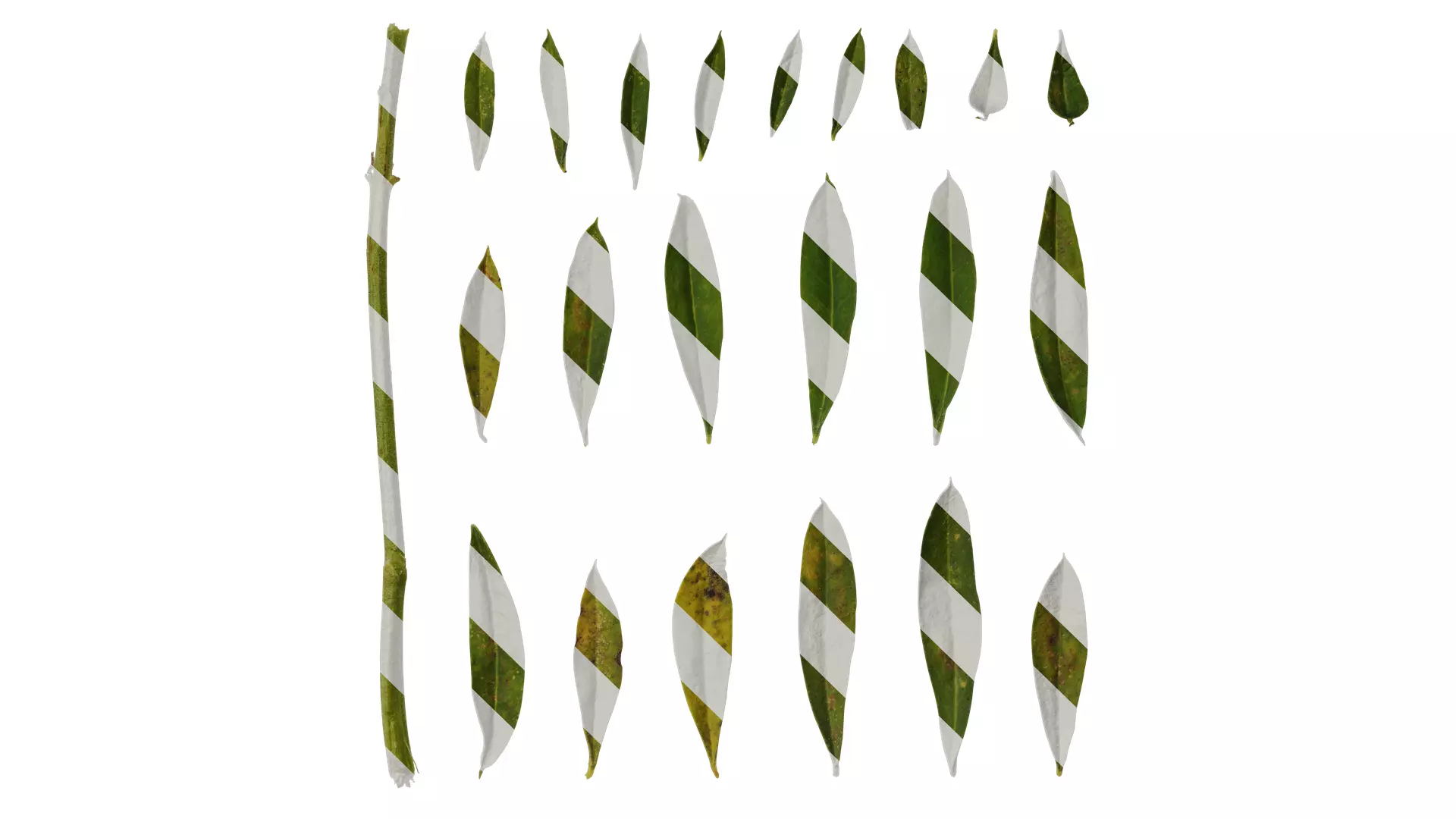 Anydrafts Lupinus micranthus Leaf 03 Texture_0