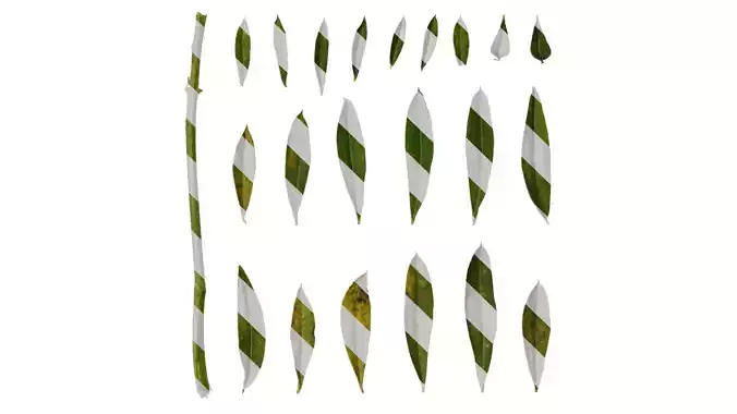 Anydrafts Lupinus micranthus Leaf 03 Texture