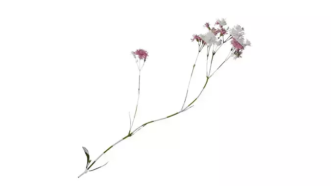 Anydrafts Lychnis fulgens Atlas 01