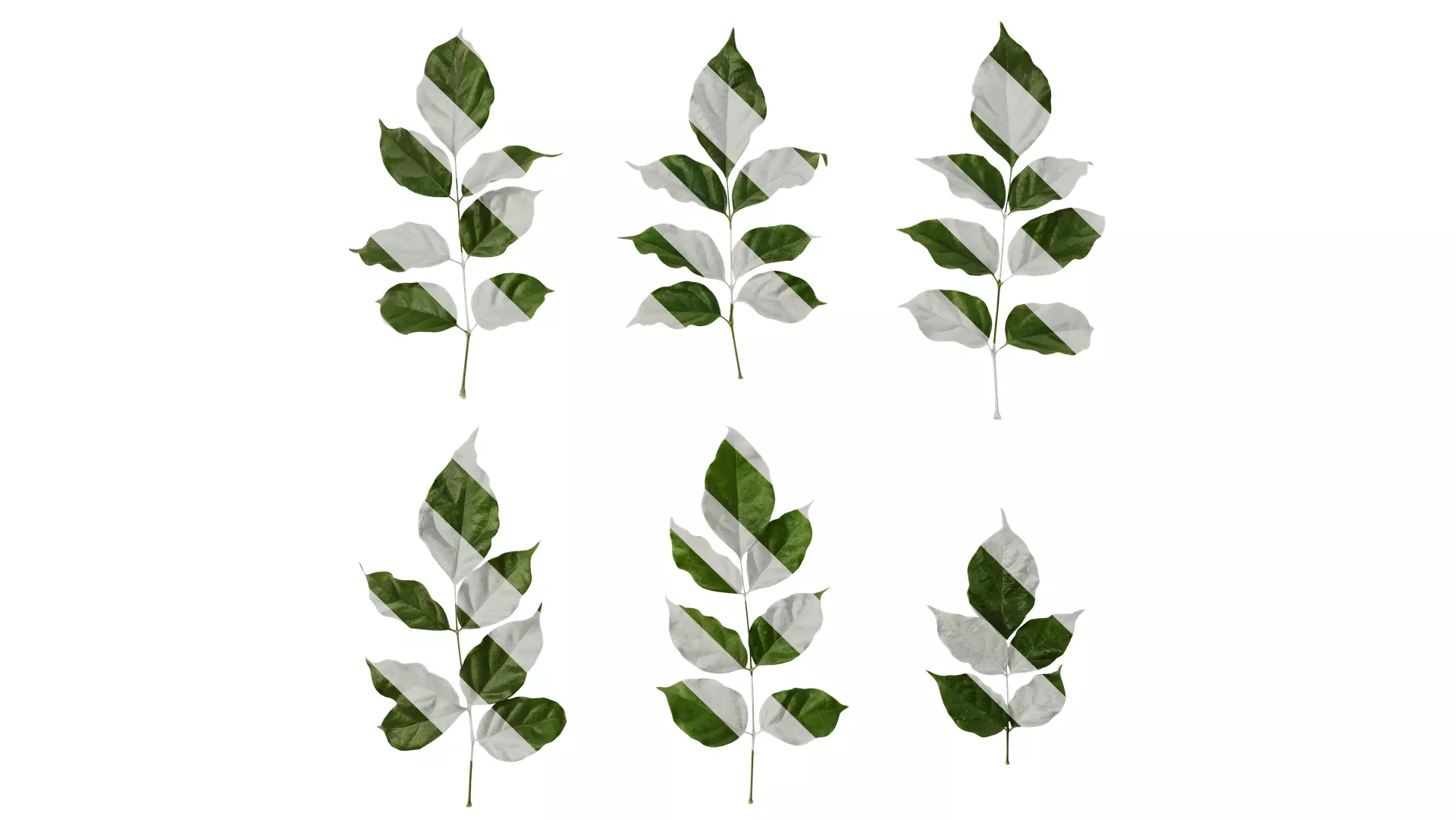 Anydrafts Heteropanax fragrans Leaf 05 Texture