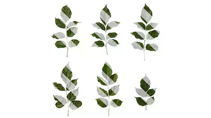 Anydrafts Heteropanax fragrans Leaf 05