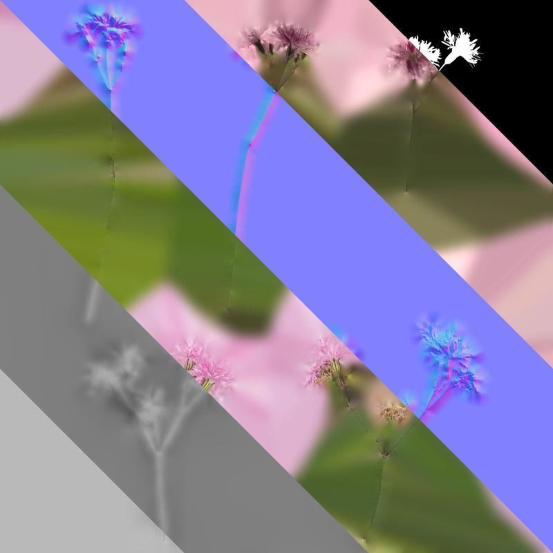 Anydrafts Lychnis fulgens Flower 01 Texture_8