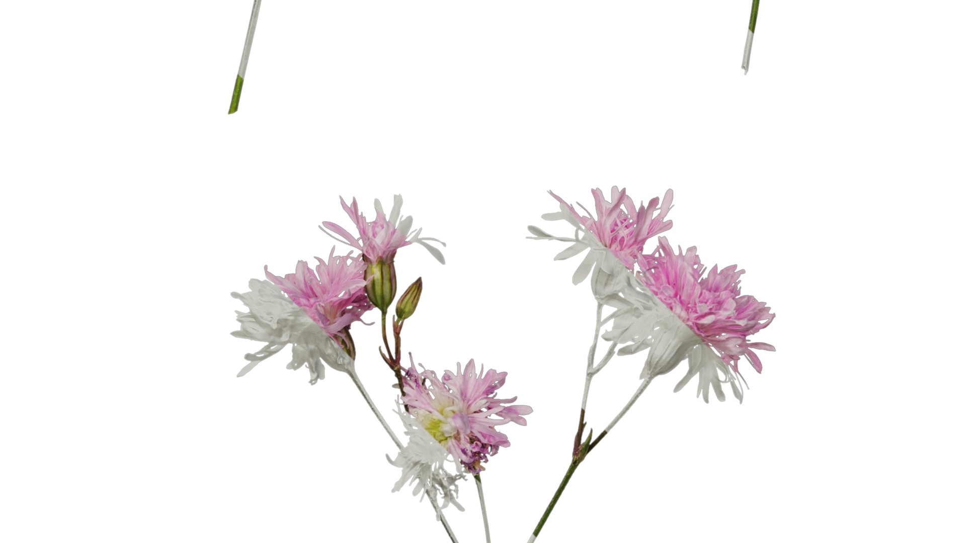 Anydrafts Lychnis fulgens Flower 01 Texture_5