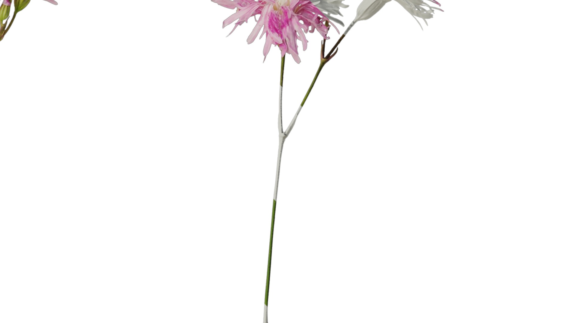 Anydrafts Lychnis fulgens Flower 01 Texture_2