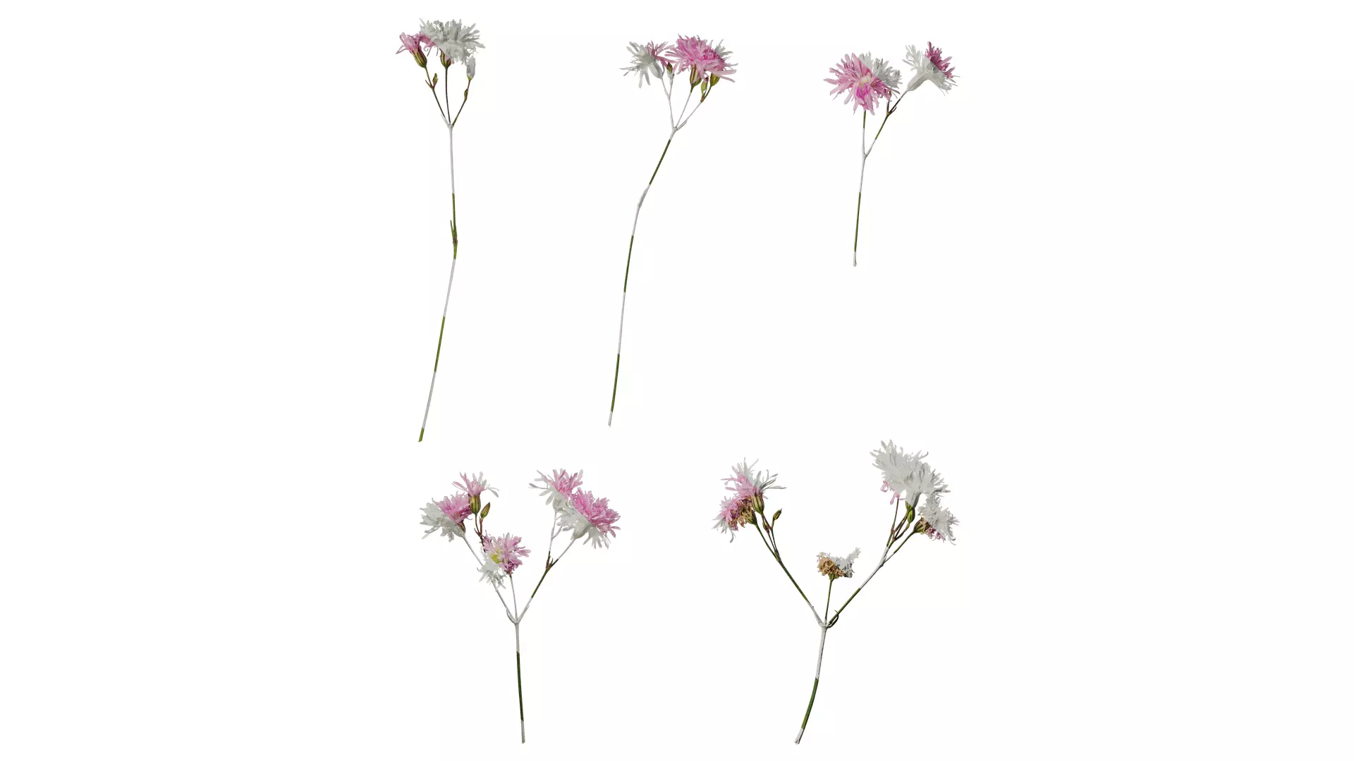 Anydrafts Lychnis fulgens Flower 01 Texture_0