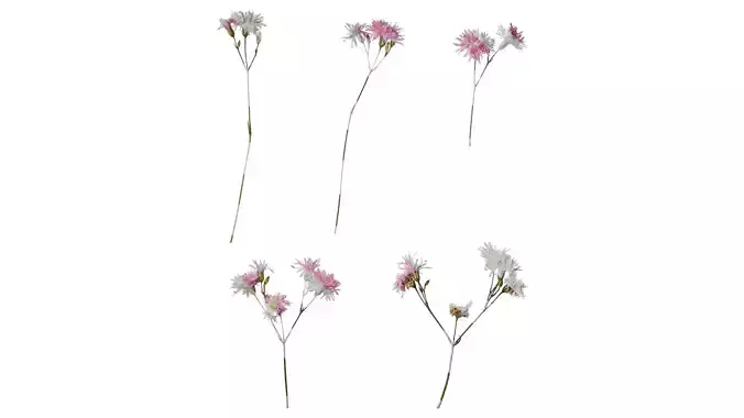 Anydrafts Lychnis fulgens Flower 01