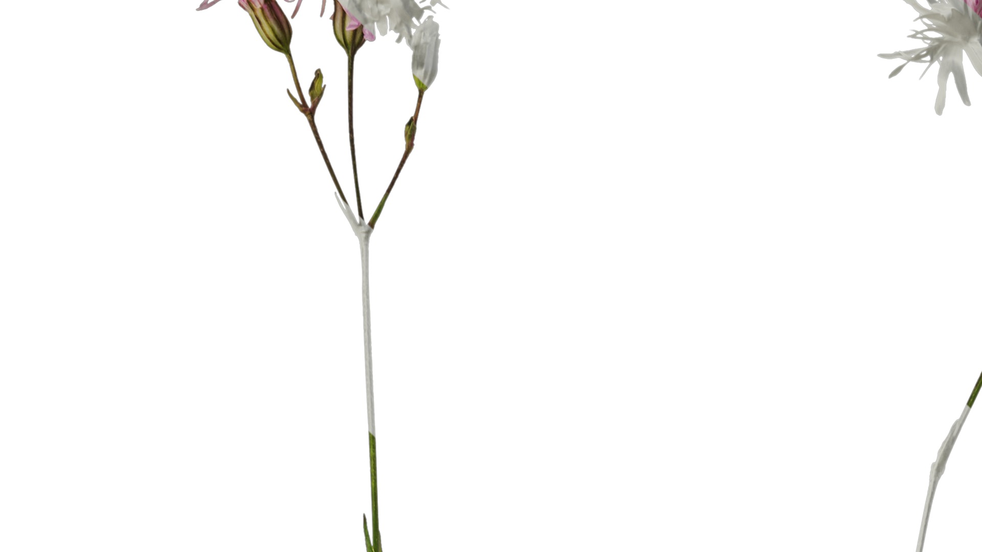 Anydrafts Lychnis fulgens Flower 01 Texture_1