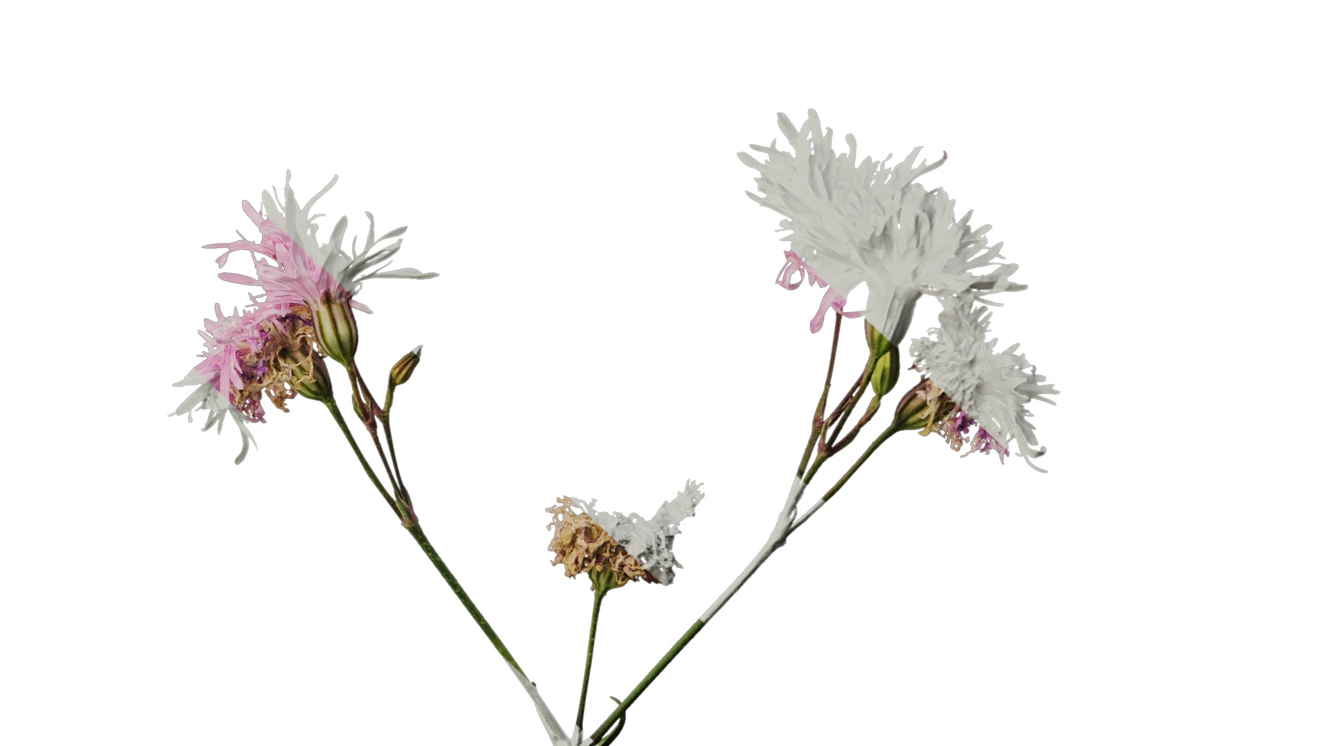 Anydrafts Lychnis fulgens Flower 01 Texture_6