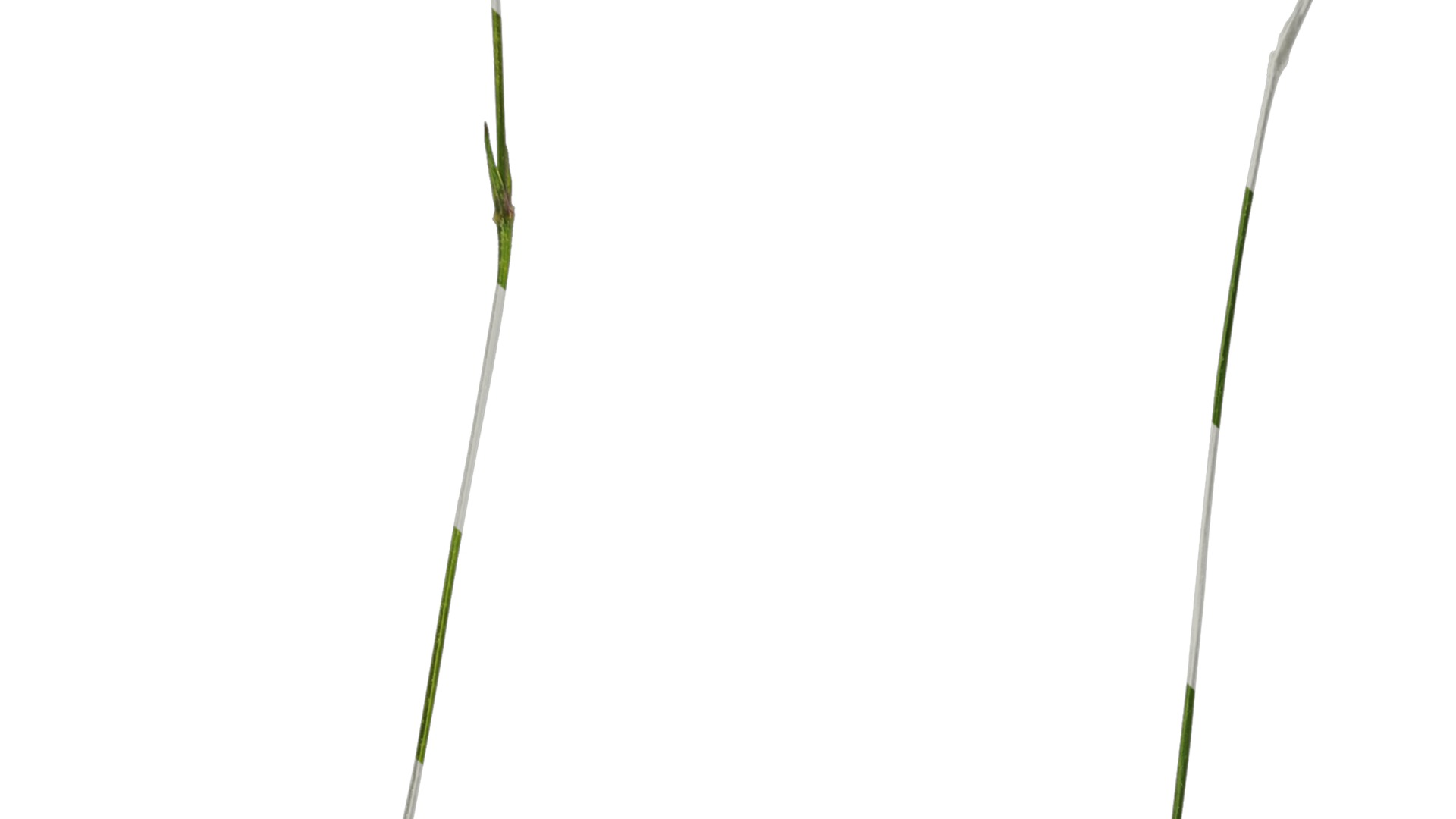 Anydrafts Lychnis fulgens Flower 01 Texture_3