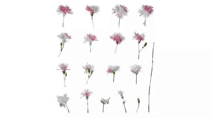 Anydrafts Lychnis fulgens Flower 02