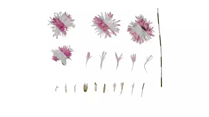 Anydrafts Lychnis fulgens Flower 03