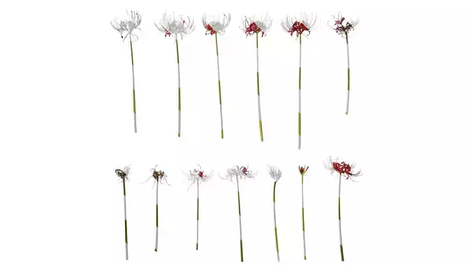 Anydrafts Lycoris radiata Atlas 04