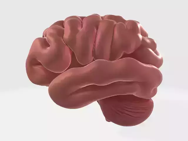 brain