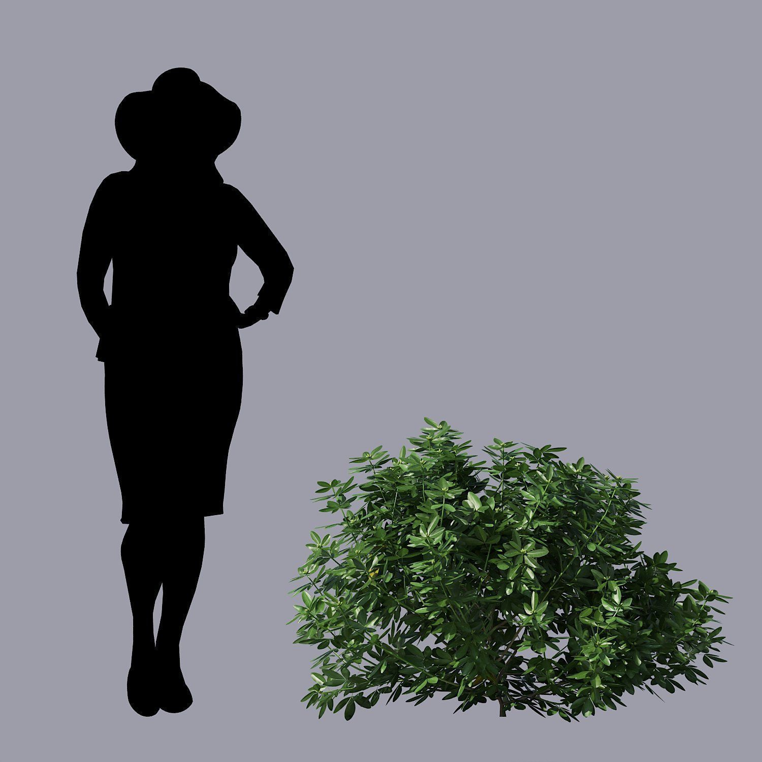 Choisya Ternata Skecthup Model 3D model_7