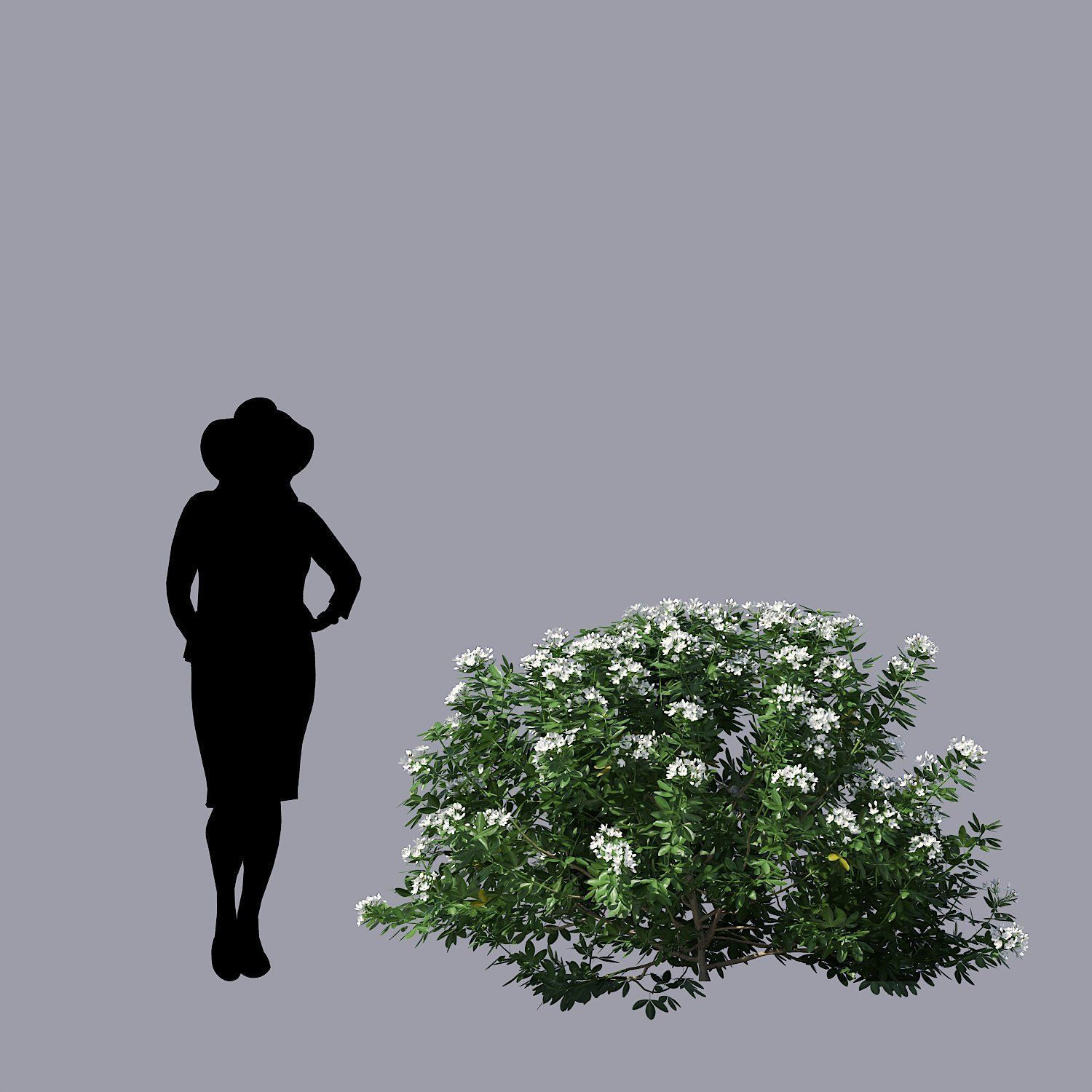 Choisya Ternata Skecthup Model 3D model_4