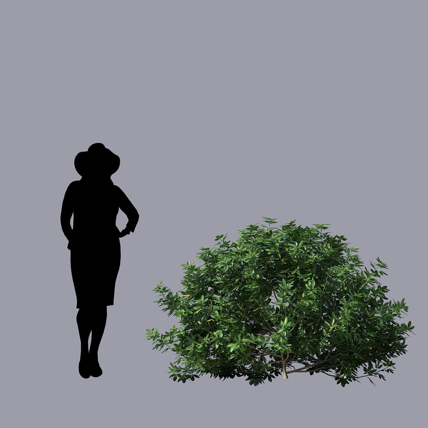 Choisya Ternata Skecthup Model 3D model_9