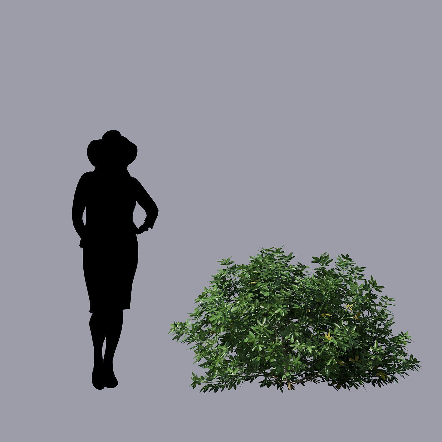 Choisya Ternata Skecthup Model 3D model_8