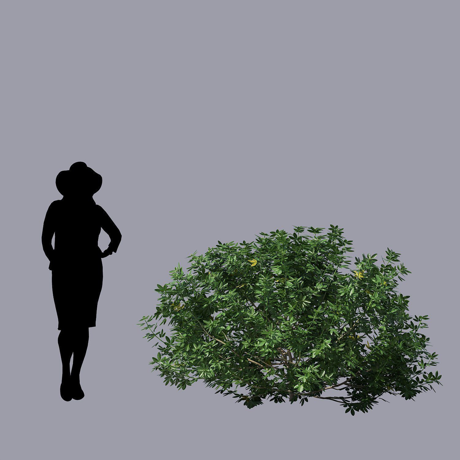 Choisya Ternata Skecthup Model 3D model_10