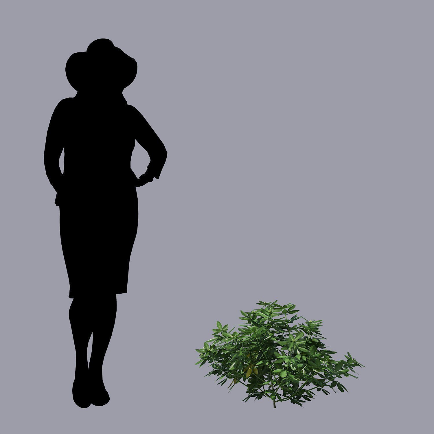 Choisya Ternata Skecthup Model 3D model_6