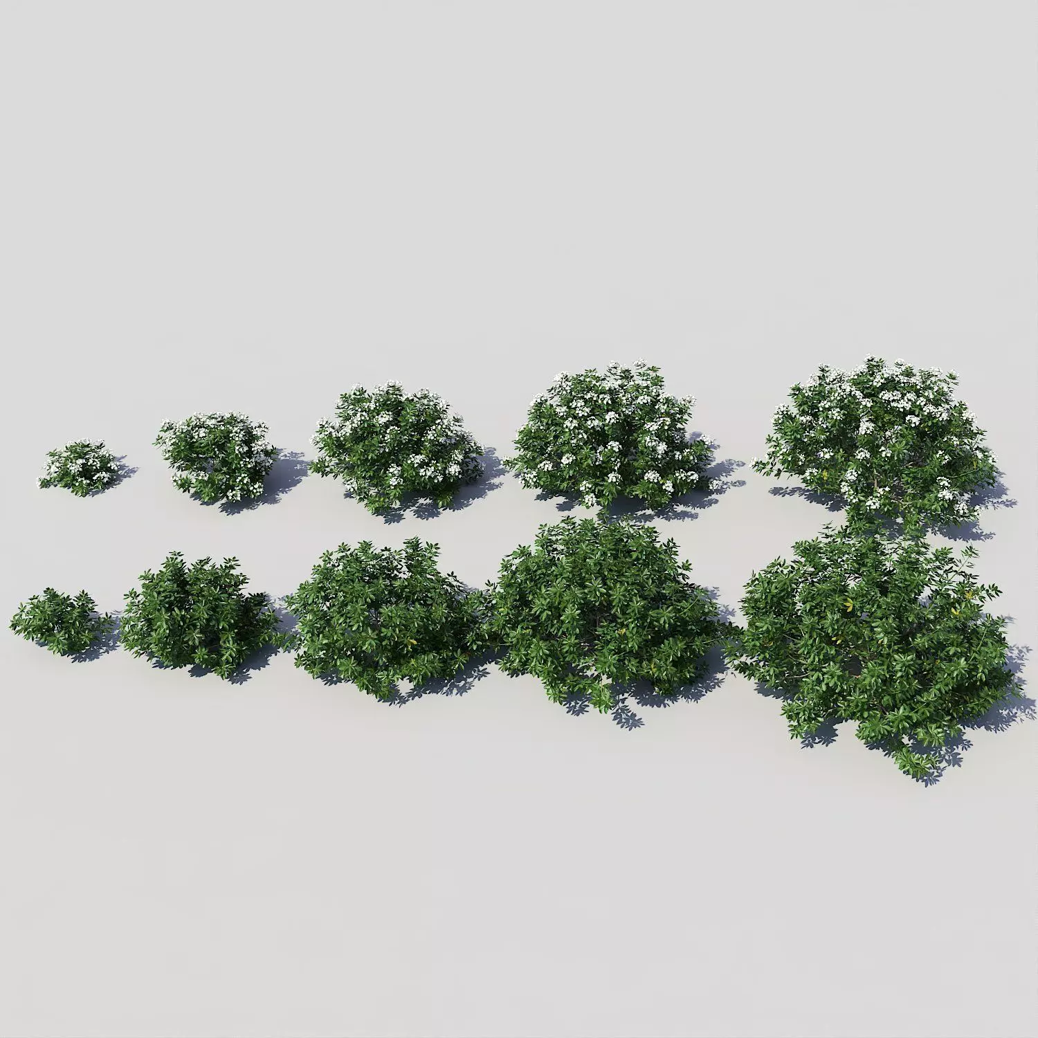 Choisya Ternata Skecthup Model 3D model_0