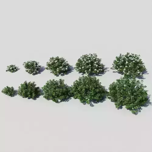 Choisya Ternata Skecthup Model 3D model
