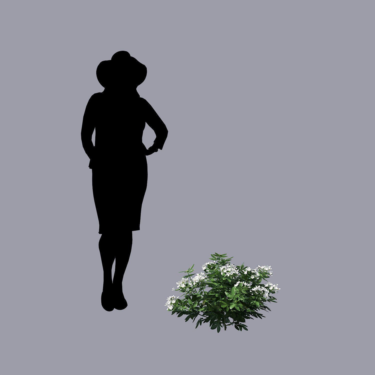 Choisya Ternata Skecthup Model 3D model_1