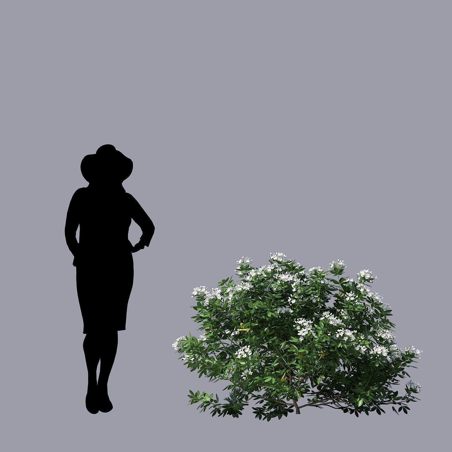 Choisya Ternata Skecthup Model 3D model_3