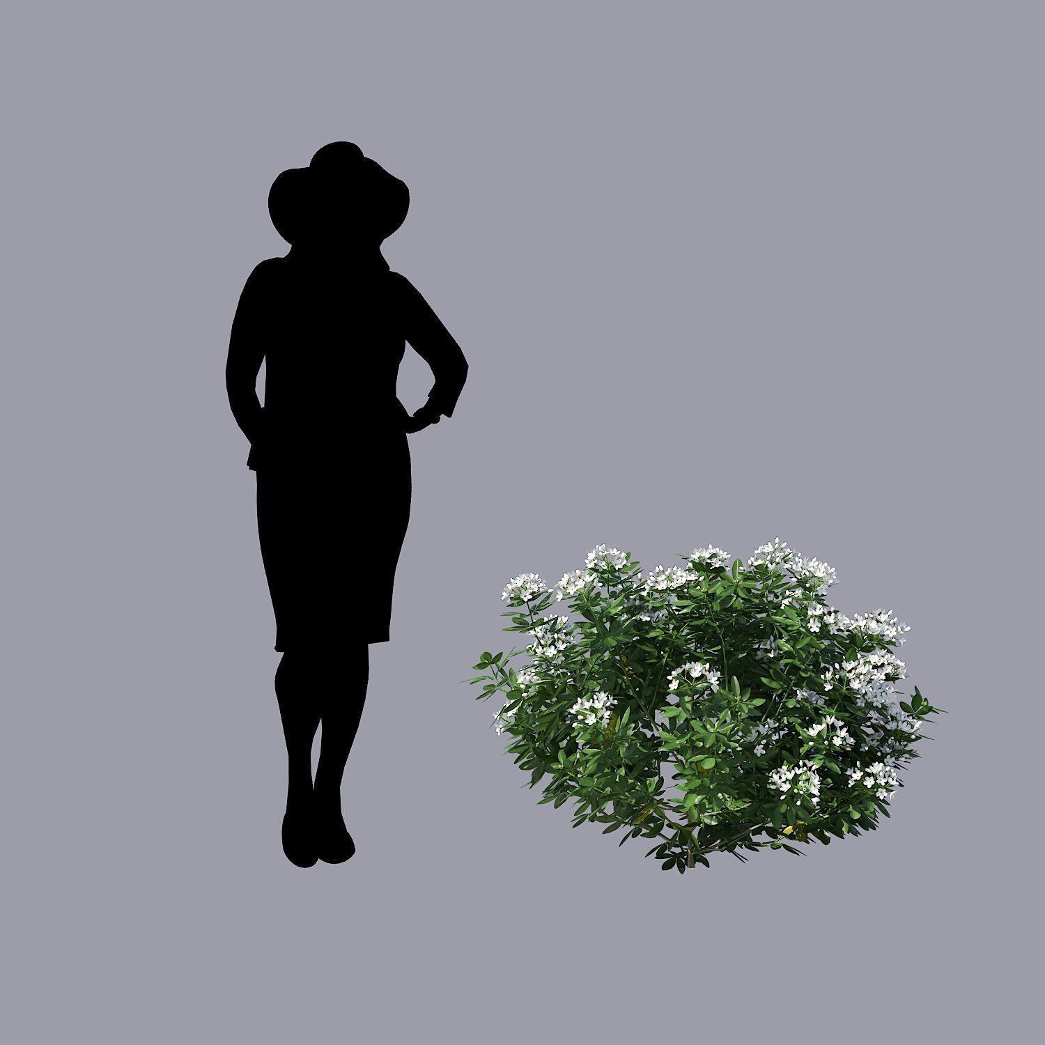 Choisya Ternata Skecthup Model 3D model_2