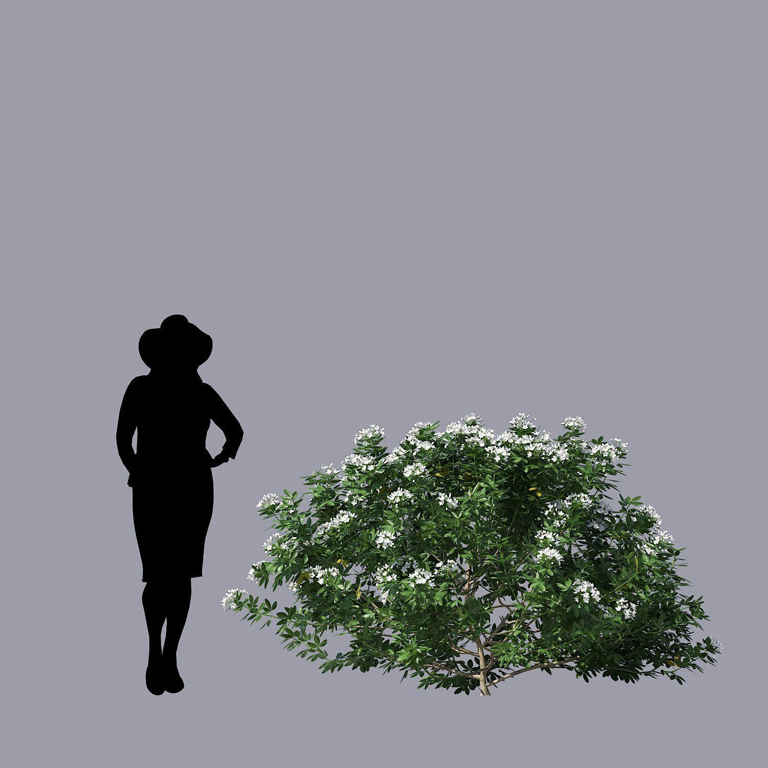 Choisya Ternata Skecthup Model 3D model_5