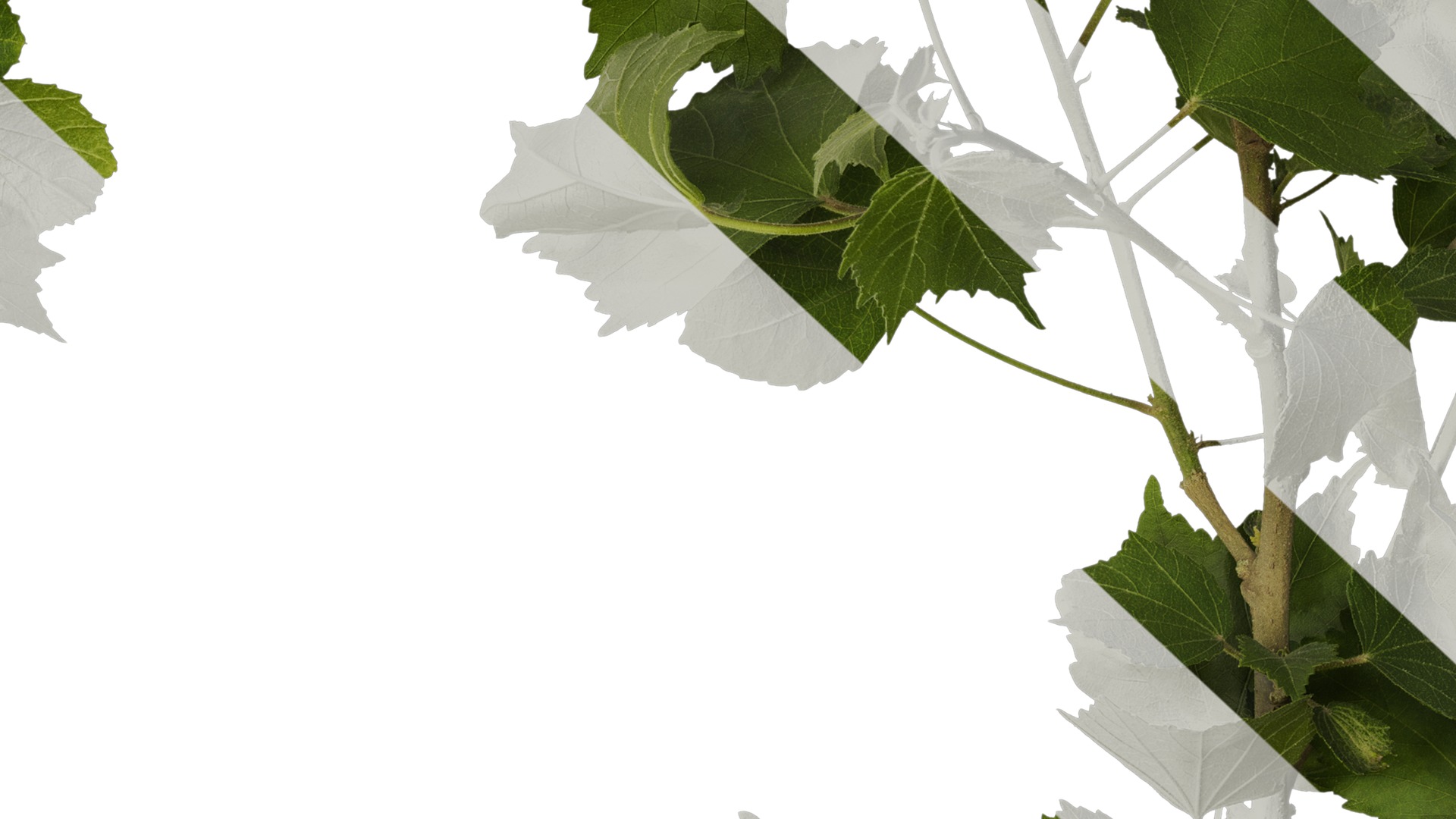 Anydrafts Hibiscus mutabilis Atlas 09 Texture_7