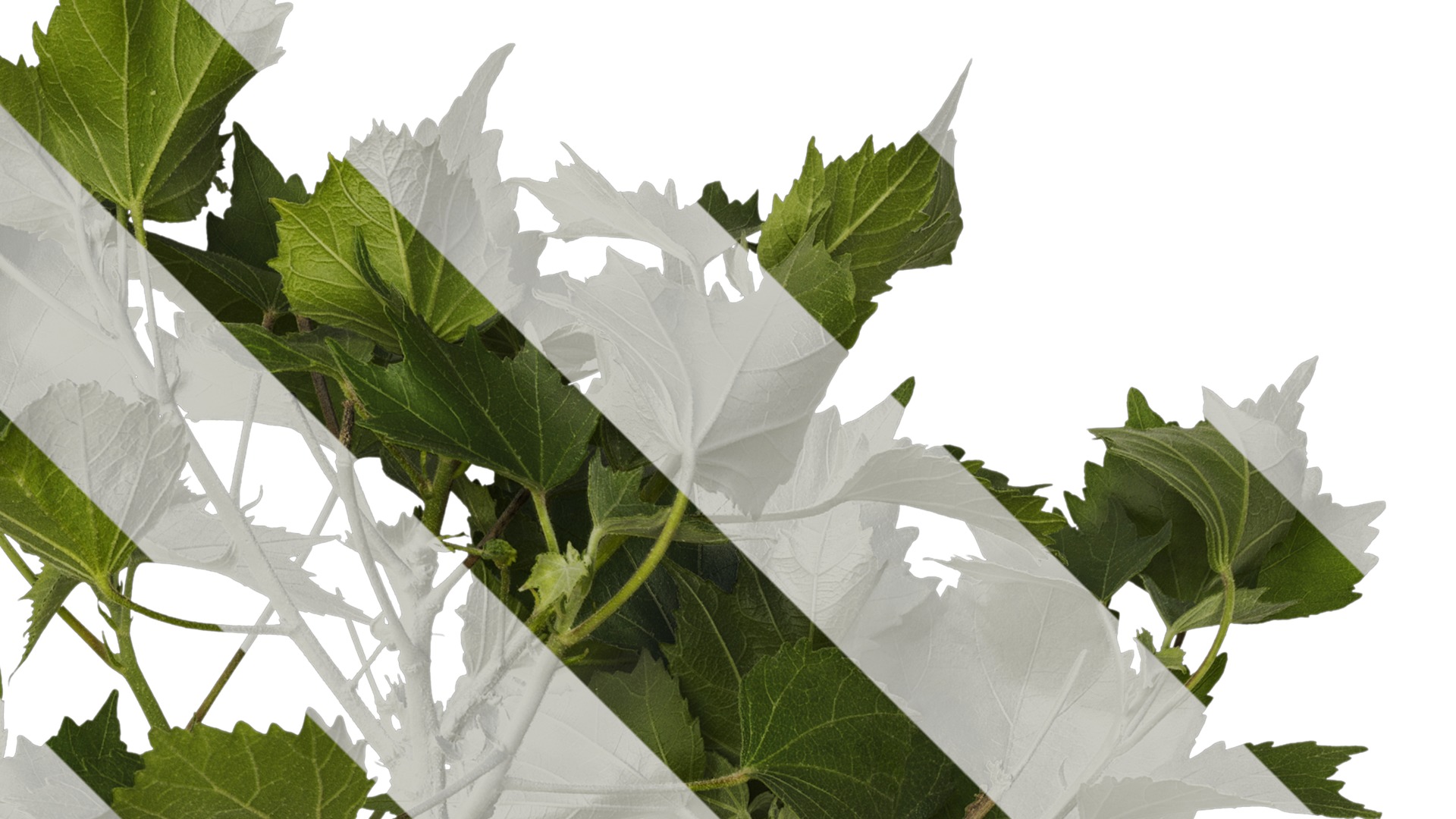 Anydrafts Hibiscus mutabilis Atlas 09 Texture_2