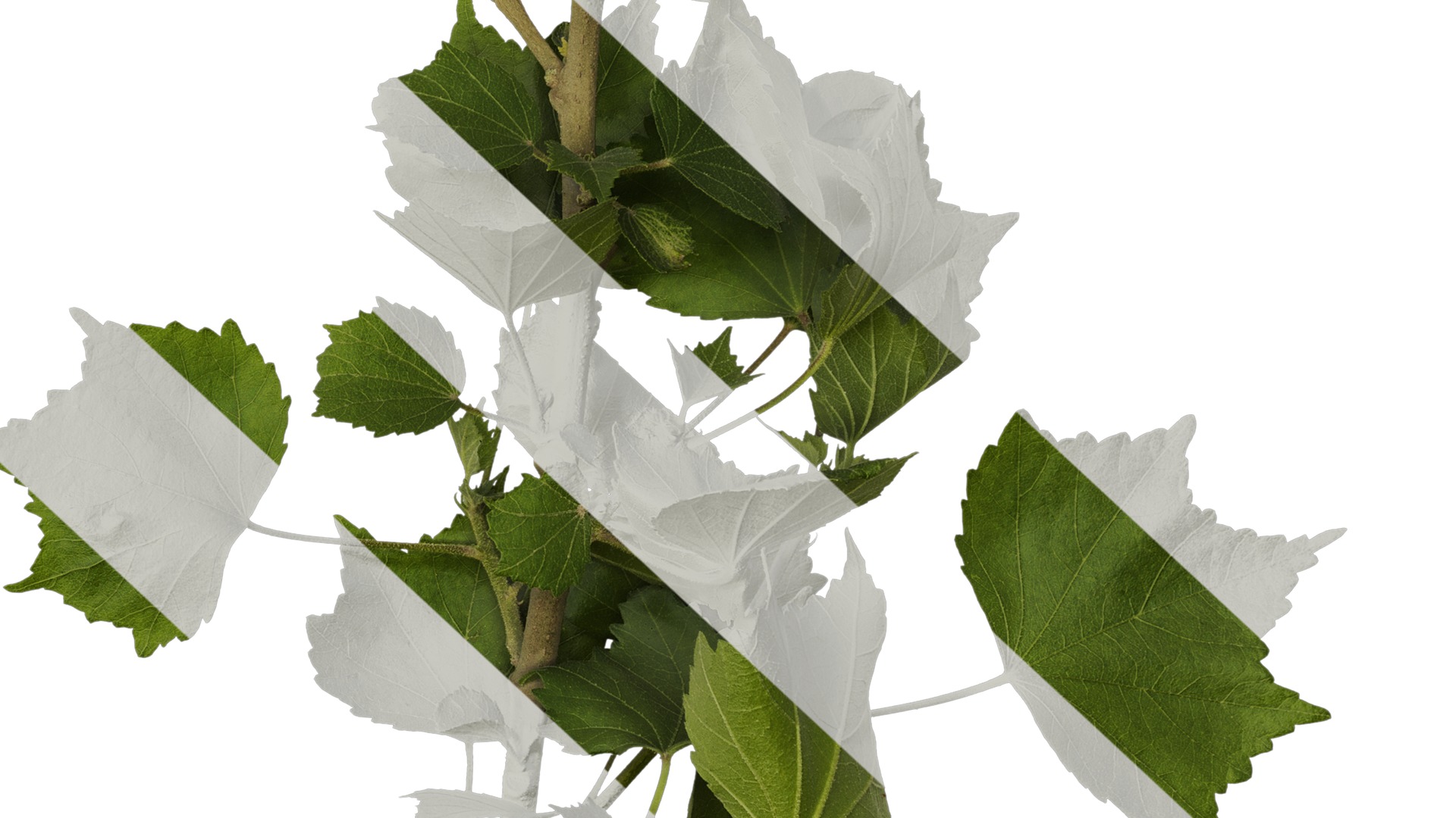 Anydrafts Hibiscus mutabilis Atlas 09 Texture_6