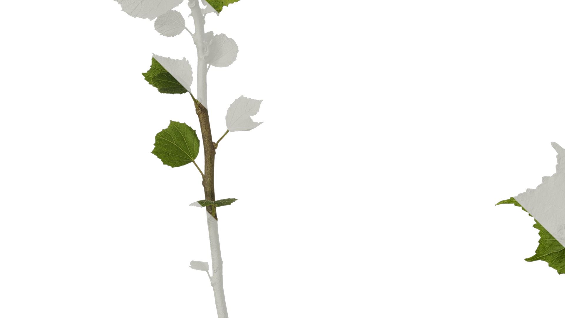 Anydrafts Hibiscus mutabilis Atlas 09 Texture_5