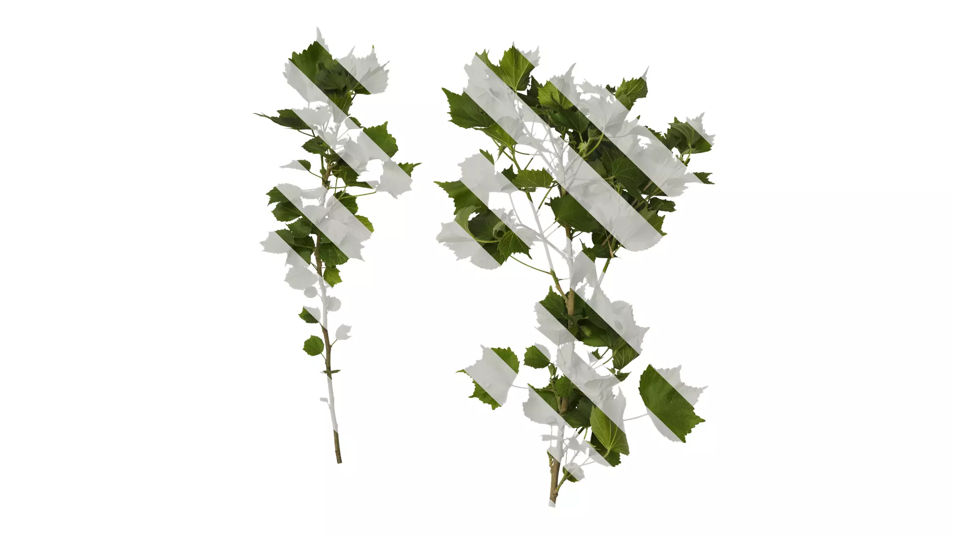 Anydrafts Hibiscus mutabilis Atlas 09 Texture_0