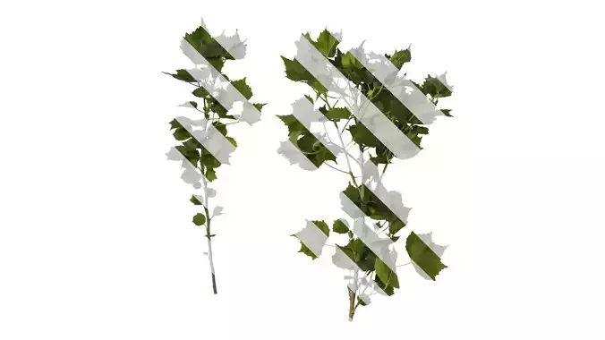 Anydrafts Hibiscus mutabilis Atlas 09