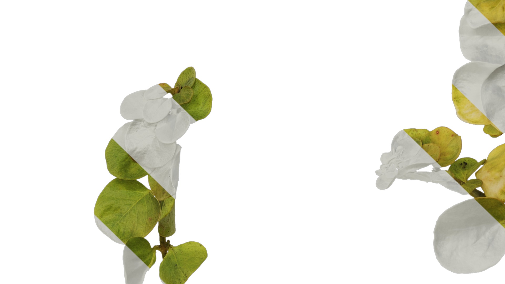 Anydrafts Lysimachia christinae Atlas 06 Texture_3