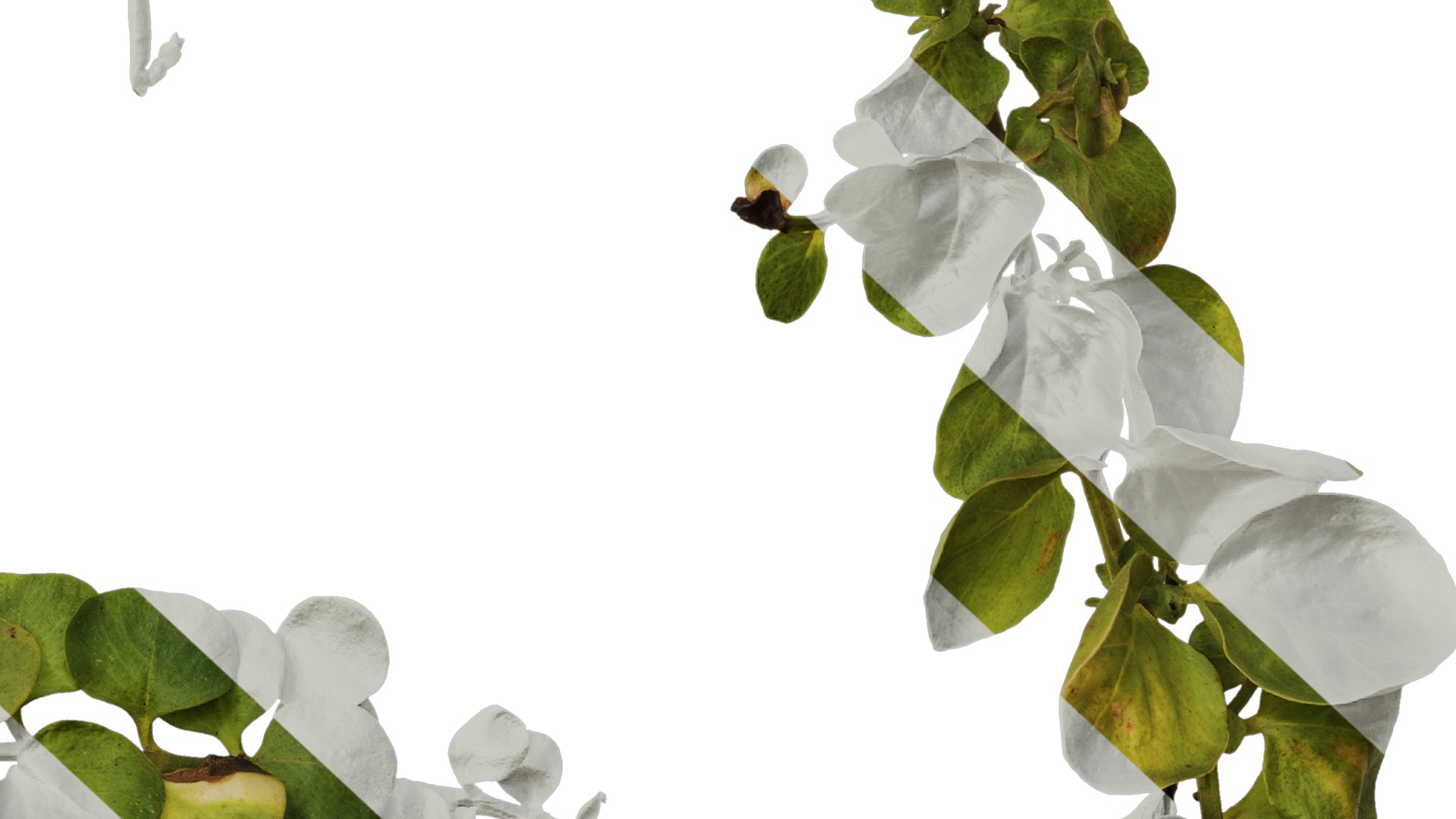 Anydrafts Lysimachia christinae Atlas 06 Texture_6