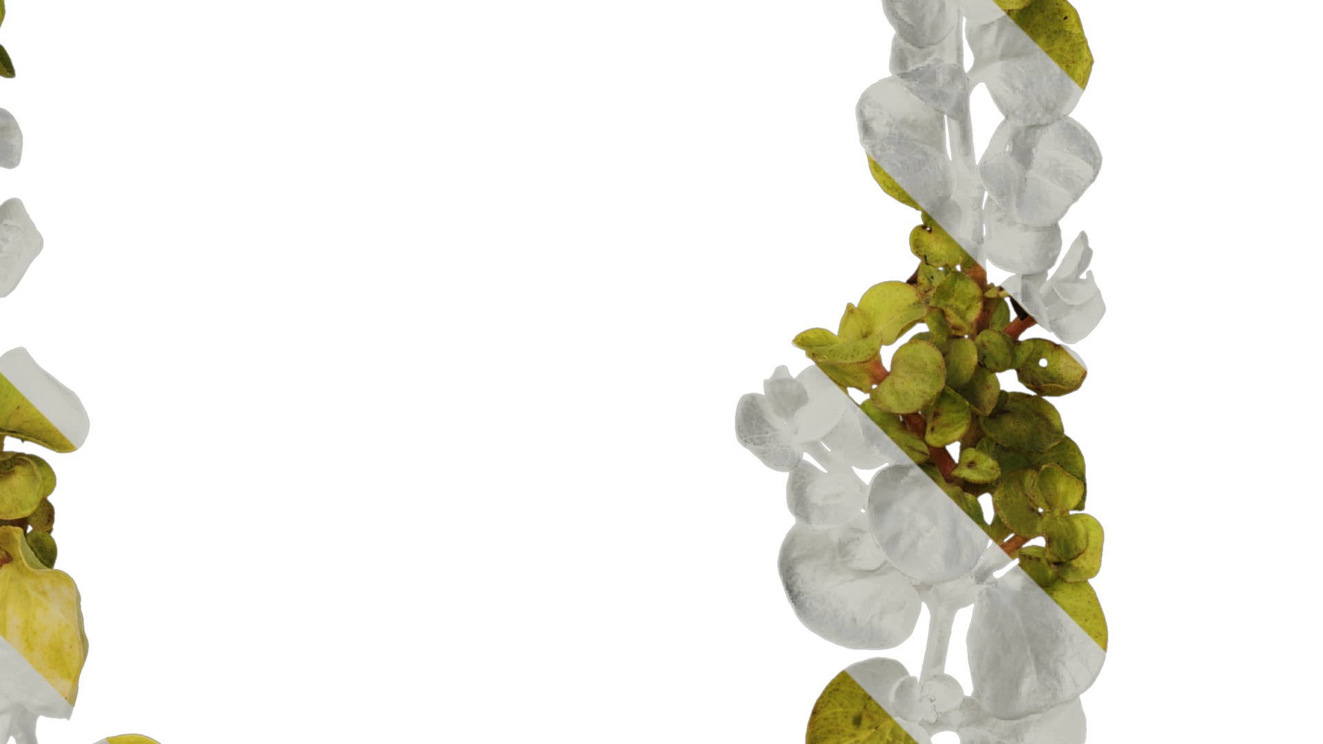 Anydrafts Lysimachia christinae Atlas 06 Texture_2